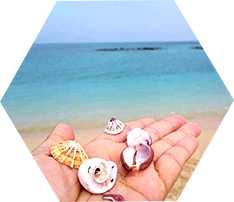 海と貝殻